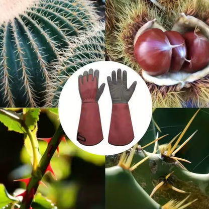 Auzardin - Gants